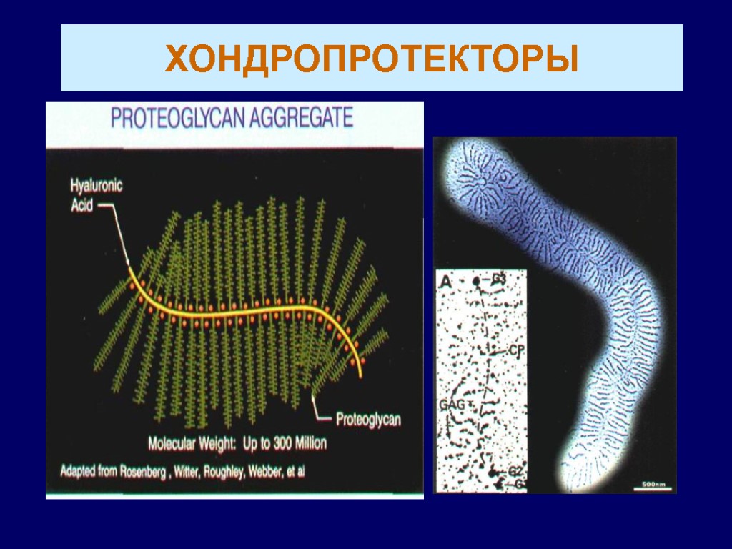 ХОНДРОПРОТЕКТОРЫ